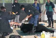 19 bears rescued from bile farm in Vietnam