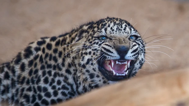 Arabian leopard is alive ... and kicking