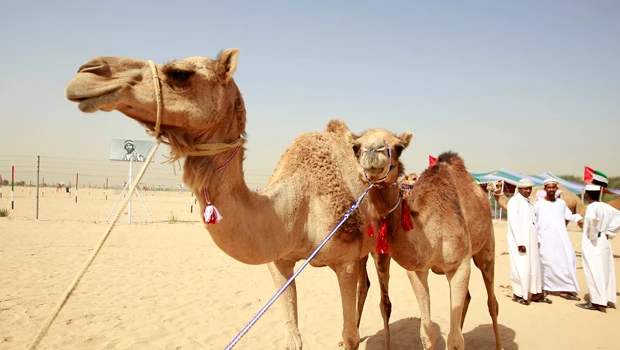 UAE tribes show best camels at beauty pageant