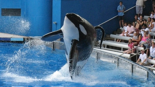 Orca kills trainer at Florida's SeaWorld