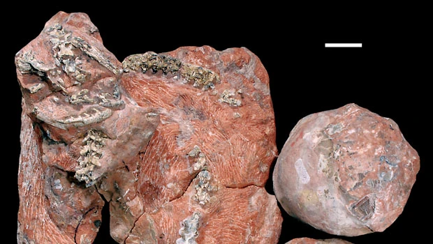 Fossils of snake eating dino eggs found in India