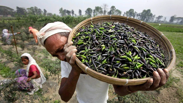 Indian military to weaponize world's hottest chili