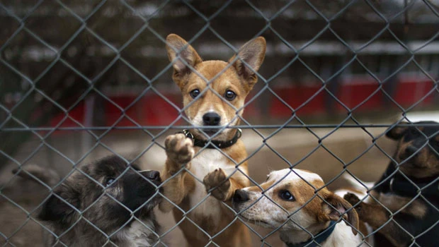 Swiss voters reject giving abused animals a lawyer