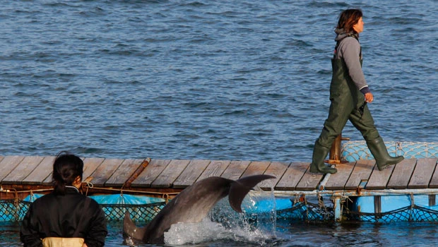 'The Cove' puts Japanese fishermen on the defense