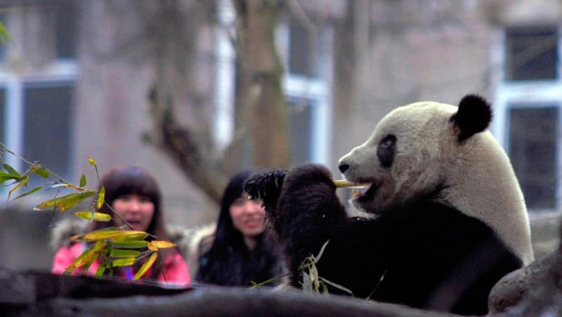 US-born panda Tai Shan greets public after arrival in China