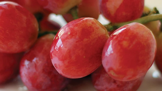 A popular fruit: Red grape