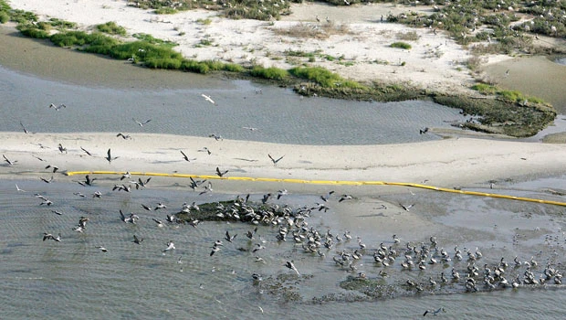 Oil from Gulf of Mexico spill begins oozing ashore