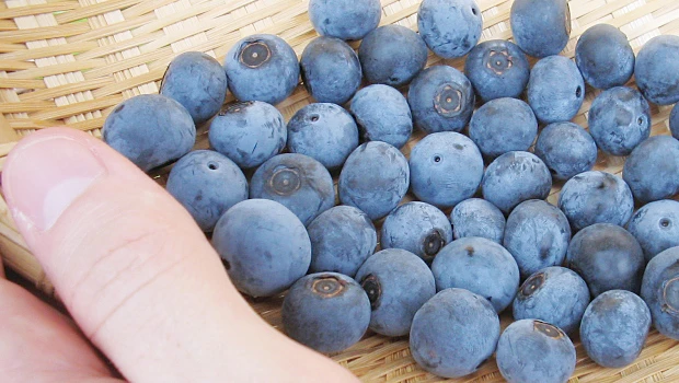 Blueberry: A valuable superfruit