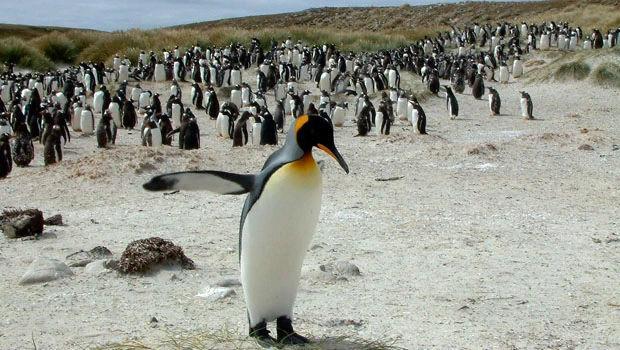 Falklands oil potential ignites hopes, concerns