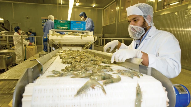 Healthy (Saudi) prawns are happy prawns