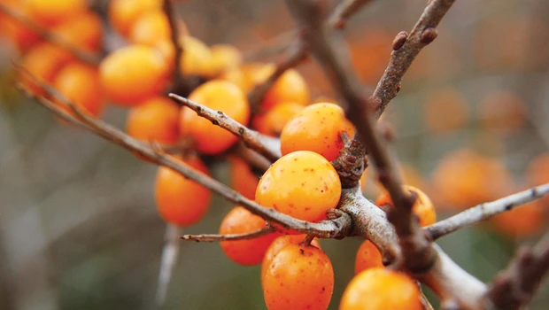 Seaberry: The unfamiliar superfruit