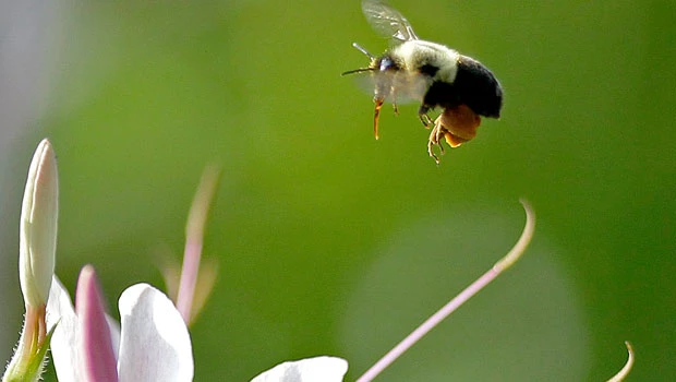Group seeks endangered listing for bumblebee