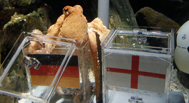 Octopus Paul sees German win over England in World Cup