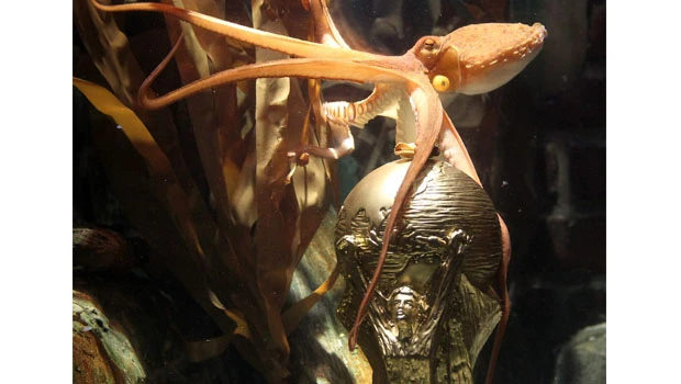 Octopus oracle Paul to retire