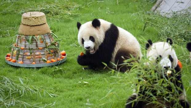 Panda in Chinese zoo accidentally crushes its cub
