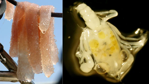 Scientists say Gulf spill altering food web
