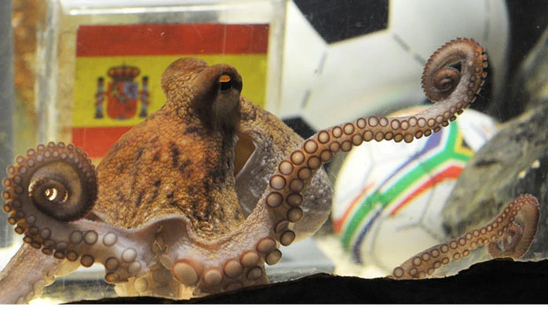 Distraught German fans want revenge grilling of oracle octopus