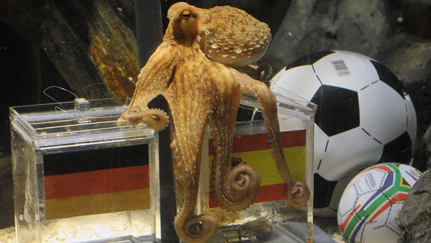 Germans shocked as Octupus Paul picks Spain in WCup match