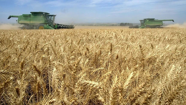 Wheat near 2-year high on Russia export ban