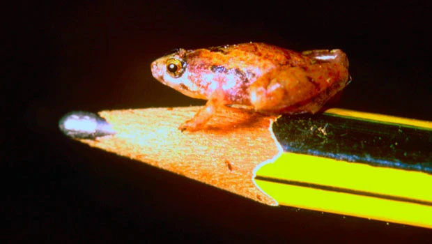 Pea sized frog found on Borneo island