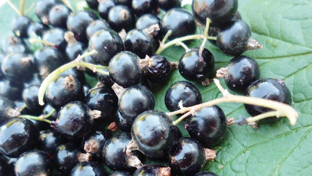 Health Solutions: Blackcurrant — the ‘tangy’ superfruit
