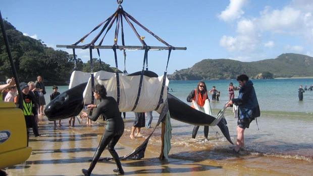 NZ rescuers refloat 11 whales stranded on beach