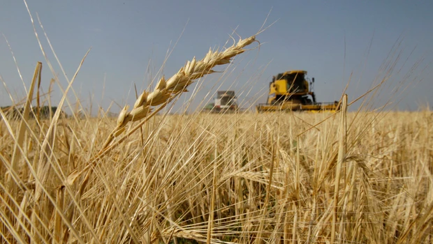 Russia lost quarter of grain crop: Medvedev