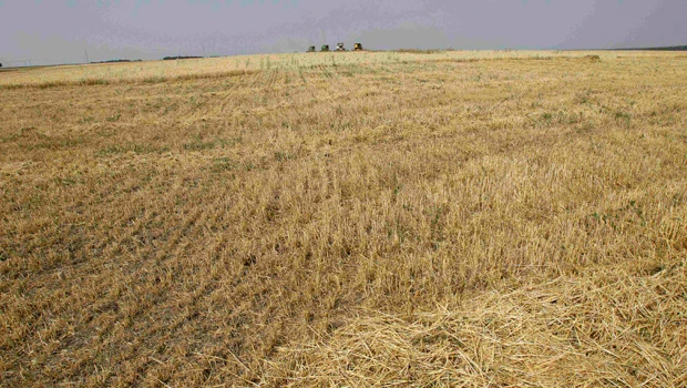 Grain price rise may fuel Mideast, Europe unrest