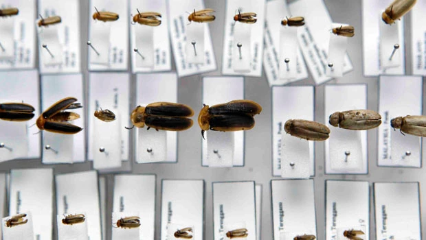 Backyard volunteers helping track firefly numbers