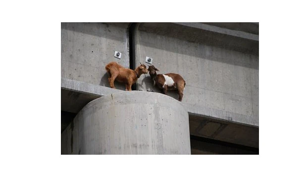 Goats rescued after 2 days on 6-inch ledge in Mont