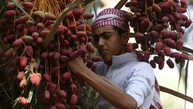 Locals hope palm date trade will enliven remote Buraidah