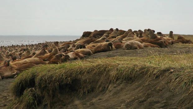 Melting sea ice forces walruses ashore in Alaska