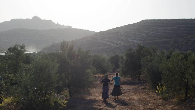 Palestinians, Jews race to plant West Bank