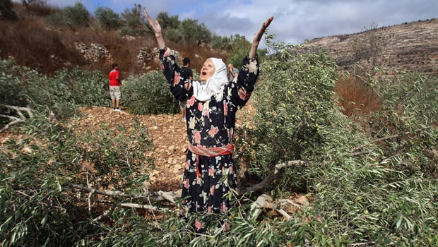 Palestinian olive trees cut down in West Bank