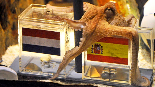 Fans distraught as Paul the Octopus dies