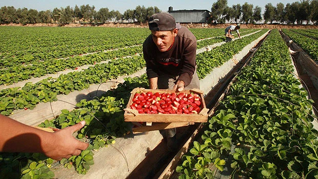 Hope smells sweet as Gaza exports strawberries