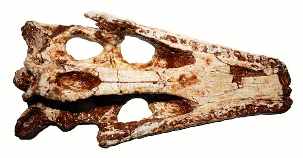 100-million-year-old crocodile species found