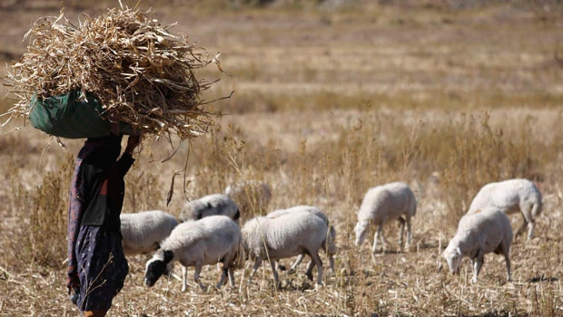 Yemenis abandon farms, seek food security in city