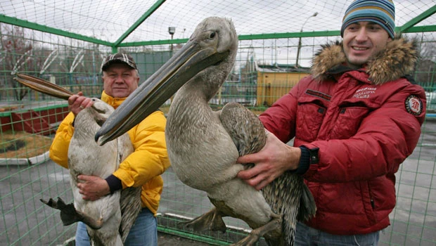 Rare warm weather lands pink pelicans in Siberia