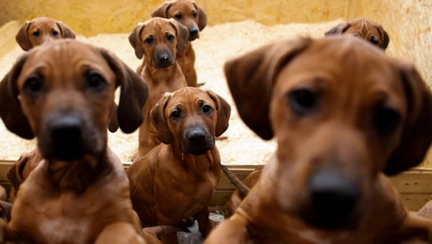 Dog in Germany gives birth to 17 puppies
