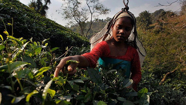 Indian tea tastes different due to climate change