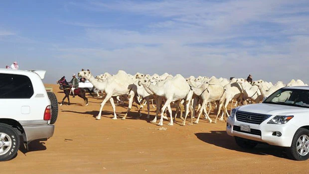 Umm Ruqaiba springs back to life as camel pageant kicks off