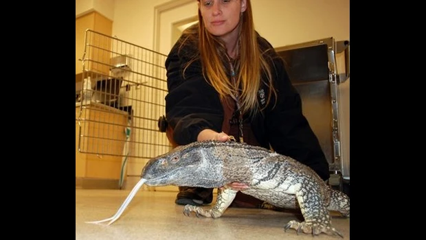 5-foot Monitor lizard wanders Calif. neighborhood