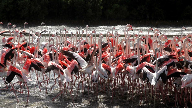 Flamingos draw a big crowd in Dubai sanctuary