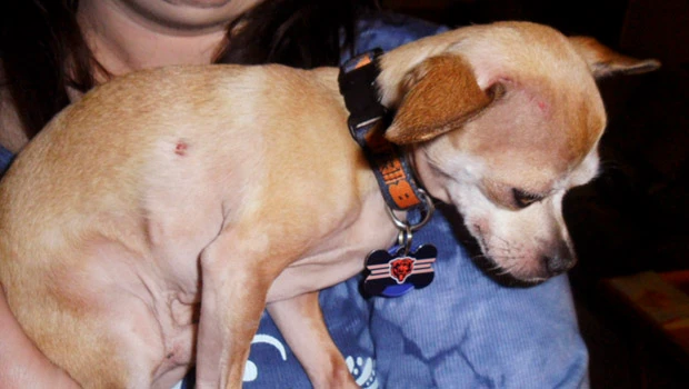 Chihuahua survives owl attack in suburban Chicago