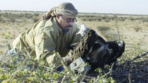 Vulture caught with a tracking device raises many questions