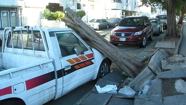 Falling trees make winds a major concern for residents