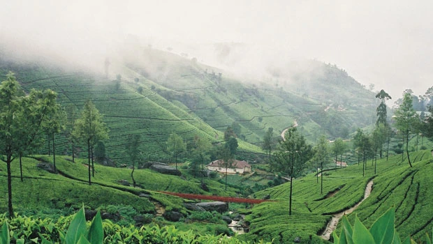 Tea gardens offer best varieties