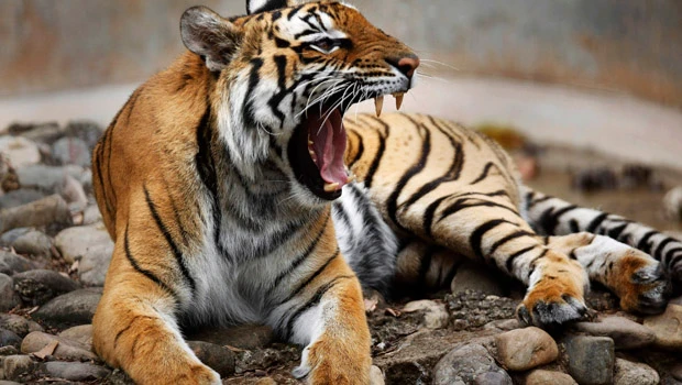 India cheers rising tiger numbers