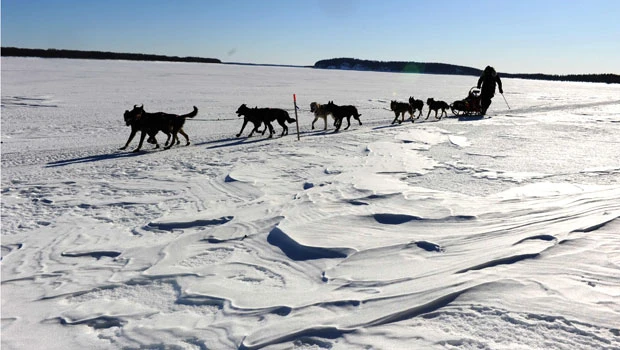 Neff leads Iditarod after gourmet meal, cash award